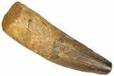 Fossil Spinosaurus Tooth - Feeding Worn Tip #365620-1